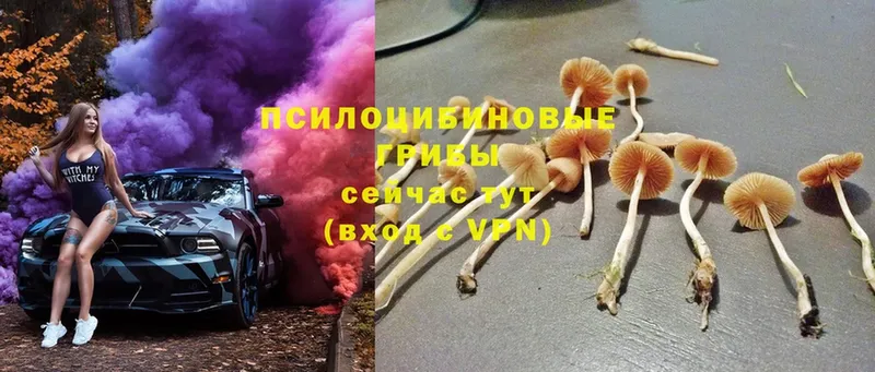 Галлюциногенные грибы мицелий Чёрмоз